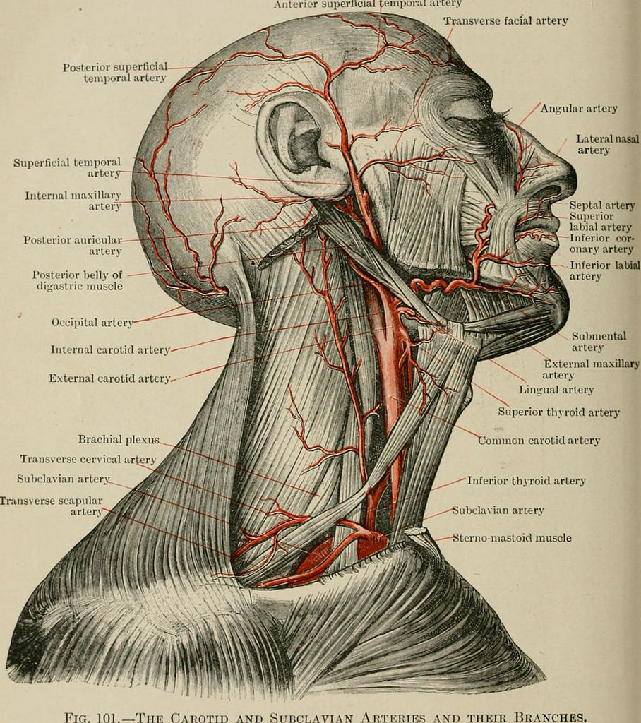 Forward Head Posture: Put Your Smartphone Down, Get Your FeetUp!